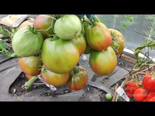 5 КРУПНОПЛОДНЫХ УРОЖАЙНЫХ ТОМАТА, Эти томаты сажаю ежегодно и всегда с урожаем
