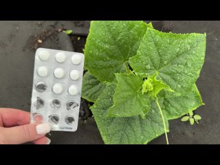 1 таблетка и даже ЗАМЕРЗШИЕ ОГУРЦЫ, томаты, перцы вмиг ОЖИВУТ и МОЩНО ЗАПЛОДОНОСЯТ