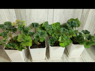 Срочно в Декабре СДЕЛАЙ ТАК с ГЕРАНЬЮ и вот зачем... Срочно в Декабре СДЕЛАЙ ТАК с ГЕРАНЬЮ и вот зачем...