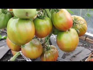ТОМАТЫ на 2026 год выбрала 100 сортов из 1000