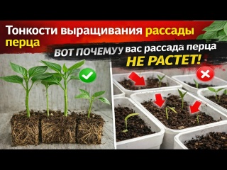 Тонкости выращивания рассады перца, о которых все молчат!