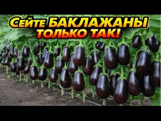 Секрет ПОСЕВА БАКЛАЖАН о котором мало кто знает! Сейте баклажаны так!