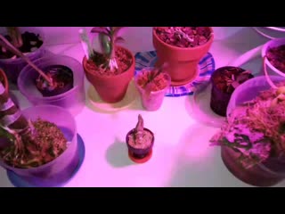 Морковки. Всё-таки когда и как поливать?