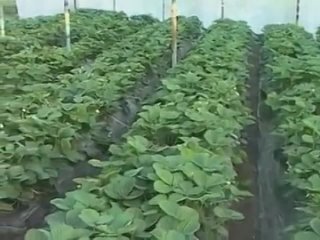 Выращивание клубники в теплице