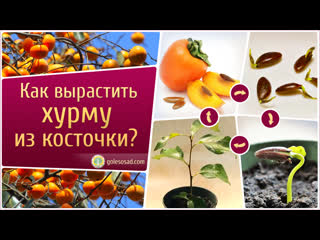 КАК ВЫРАСТИТЬ ХУРМУ ИЗ КОСТОЧКИ?!