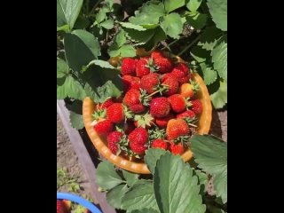 Подкормка клубники дрожжами!