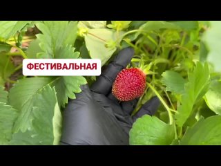 Обзор клубники. Сорт Фестивальная