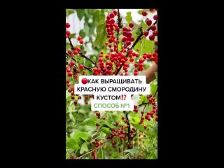 Выращивание красной смородины кустом