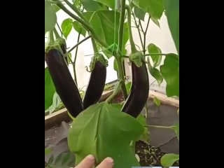 Выращивание баклажанов от А до Я