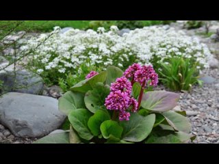 Бадан посадка и уход, размножение, использование