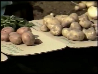 Самые лучшие сорта картофеля