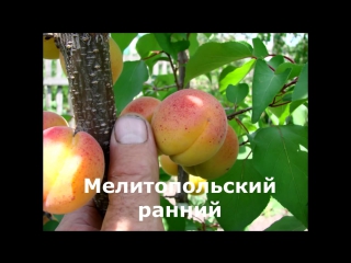 Сорта абрикоса