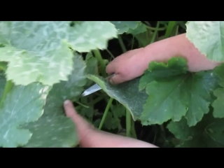 Эффективные советы по выращиванию КАБАЧКОВ