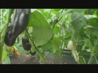 Советы по выращивание баклажанов в теплице