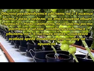 НУЖНО ЛИ ОБРЫВАТЬ ЛИСТЬЯ У ТОМАТОВ