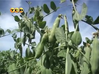 Горох - советы и рекомендации по выращиванию