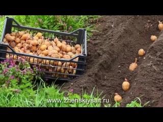 Секреты выращивания картофеля