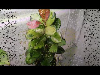 Паутинный клещ и оранжерейный. Признаки. Разбор препаратов и схемы применения.