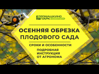 Обрезка яблони осенью для начинающих: пошагово и в деталях