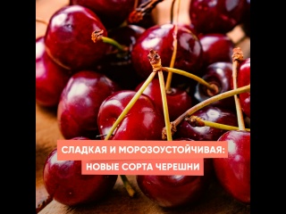 Сладкая и морозоустойчивая: новые сорта черешни