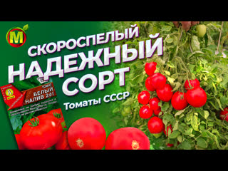 СКОРОСПЕЛЫЕ ТОМАТЫ. Обзор сорта БЕЛЫЙ НАЛИВ 241