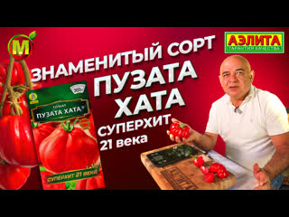 ЛУЧШИЙ СОРТ ТОМАТА! Скороспелый сорт ПУЗАТА ХАТА