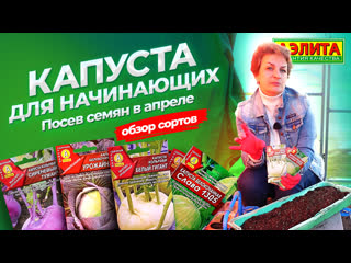 КАПУСТА ДЛЯ НАЧИНАЮЩИХ! Посев капусты в апреле. Обзор сортов капусты.