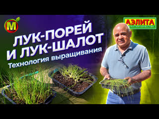 ВЫРАЩИВАНИЕ ЛУКА. ЛУК ШАЛОТ и ЛУК ПОРЕЙ