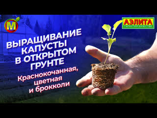 Выращивание капусты в открытом грунте: краснокочанная капуста, цветная капуста, брокколи.