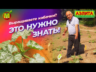 ВЫРАЩИВАНИЕ КАБАЧКОВ. Эти знания помогут получить урожай!