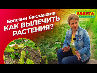 БОЛЕЗНИ БАКЛАЖАНОВ. Как вылечить растения?