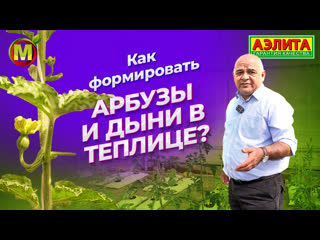 Как ФОРМИРОВАТЬ АРБУЗЫ и ДЫНИ в теплице?