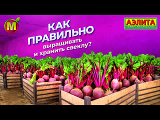 Выращивание и хранение СВЕКЛЫ на зиму!