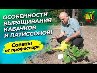 Особенности выращивания кабачков и патиссонов Особенности выращивания кабачков и патиссонов