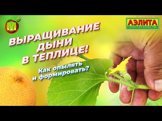 Как формировать дыню? Выращивание дыни в теплице.