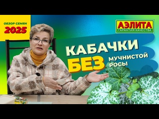 10 правил выращивания КАБАЧКОВ БЕЗ МУЧНИСТОЙ РОСЫ. Обзор семян 2025