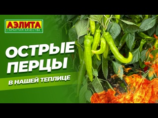 ОСТРЫЕ ПЕРЦЫ в теплице! Рекомендуем эти сорта!