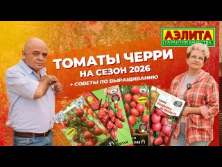 Томаты ЧЕРРИ на 2026 год!