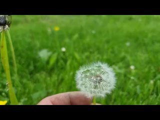 Как я победил сорняки у себя на участке.