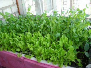 Выращивание зелени зимой в квартире