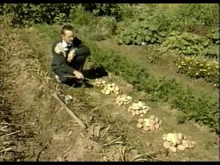 Выращивание картофеля