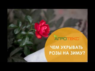 Чем укрывать розы на зиму?