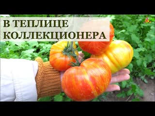 В теплицах коллекционера лучших сортов томатов 2020!
