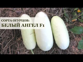 Белый ангел ? F1 * Сорта огурцов