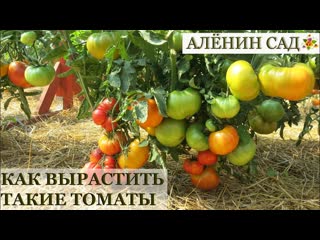 Как вырастить крупные помидоры / Лекция Валдиса / Клуб Томат, Рига