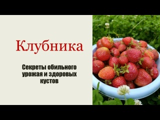 Клубника: секреты обильного урожая и здоровых кустов