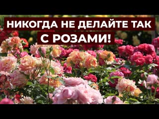 УХОД ЗА РОЗАМИ ОСЕНЬЮ.? КАК ПОДГОТОВИТЬ РОЗЫ К ЗИМЕ