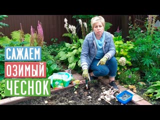 ОЗИМЫЙ ЧЕСНОК ? Сажаем правильно! Полная инструкция по посадке