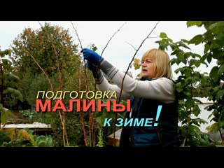 КАК ПРАВИЛЬНО подготовить МАЛИНУ к ЗИМЕ!
