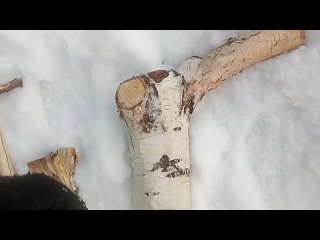 Можно ли обрезать березу? Советы и наблюдения по обрезке березы